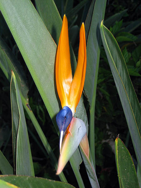 Hawaii 2006: Flower: Bird of Paradise