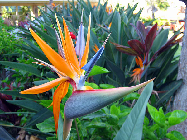 Hawaii 2006: Flower: Bird of Paradise 2