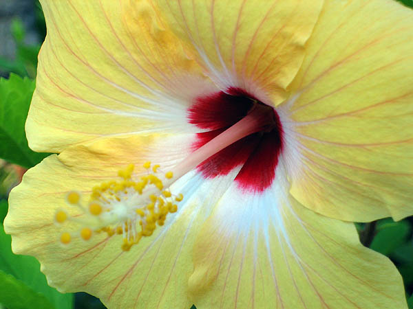 Hawaii 2006: Flower: Hibiscus 2