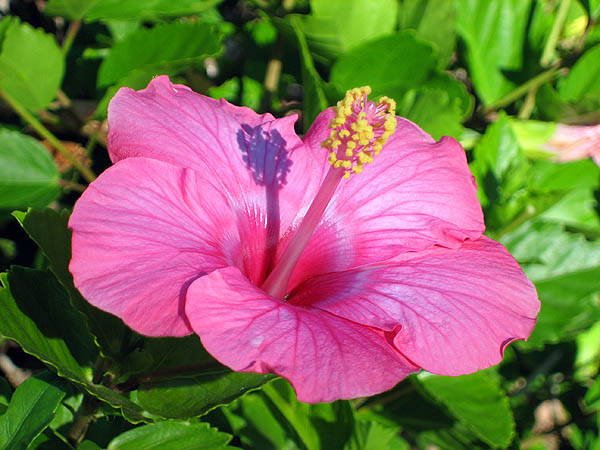 Hawaii 2006: Flower: Hibiscus 3