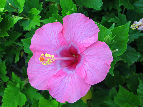 Hawaii 2006: Flower: Hibiscus 4