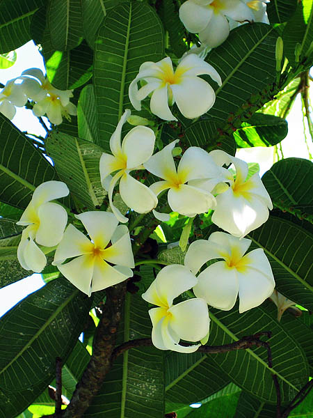Hawaii 2006: Flower: Plumeria