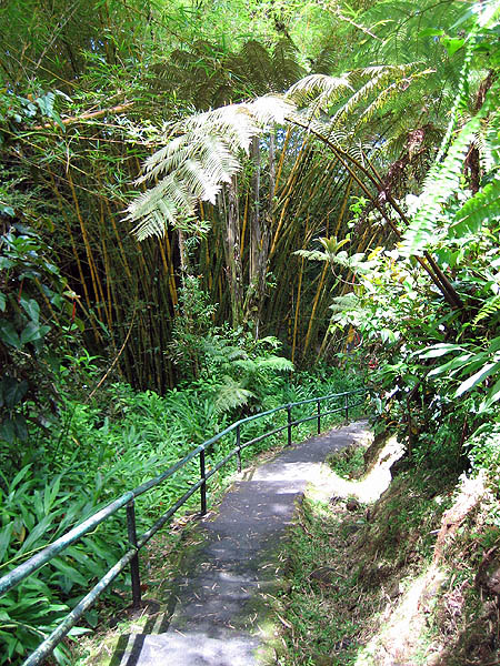 Hawaii 2006: Jungle Path