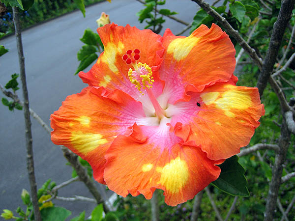 Hawaii 2006: Flower: Hibiscus 5