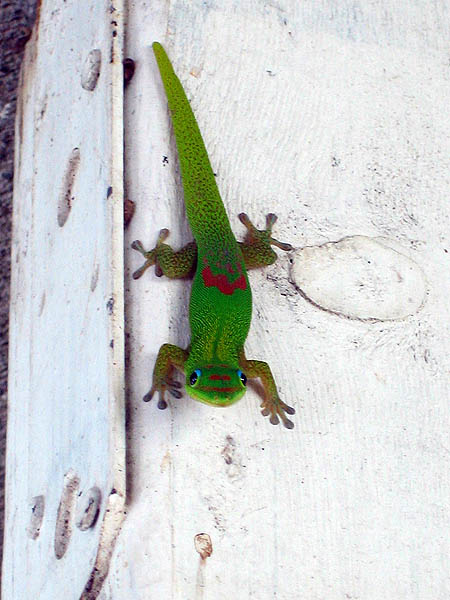 Hawaii 2006: Smilin Gecko