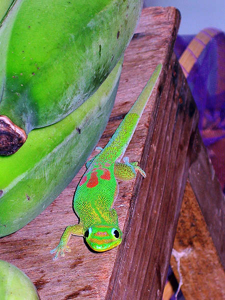 Hawaii 2006: Smilin Gecko 2