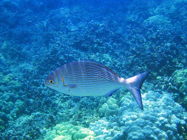 Hawaii 2006: Snorkeling: Snapper