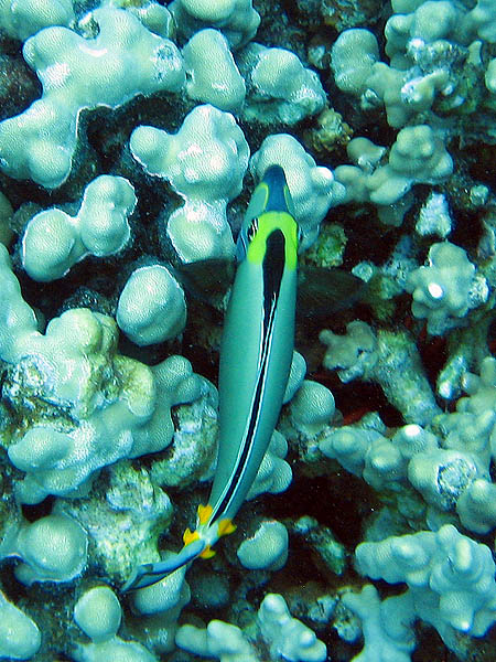 Hawaii 2006: Snorkeling: Orange Spine Unicornfish