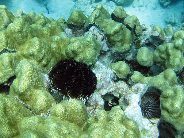Hawaii 2006: Snorkeling: Urchins