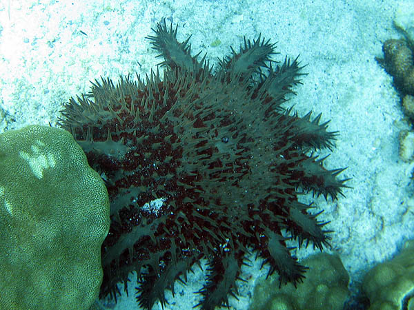 Hawaii 2006: Snorkeling: Crown of Thorns Starfish