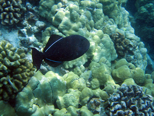 Hawaii 2006: Snorkeling: Black Durgon Triggerfish