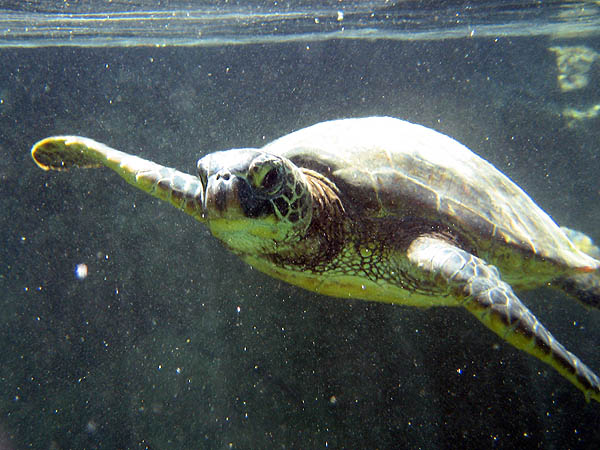 Hawaii 2006: Snorkeling: Sea Turtle