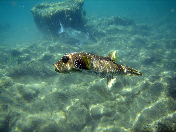 Hawaii 2006: Snorkeling: Stripebelly Puffer