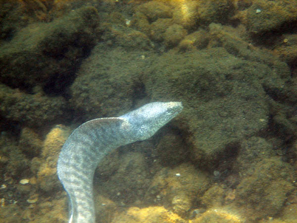 Hawaii 2006: Snorkeling: Moray Eel