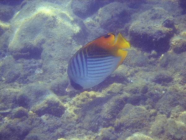 Hawaii 2006: Snorkeling: Threadfin Butterflyfish