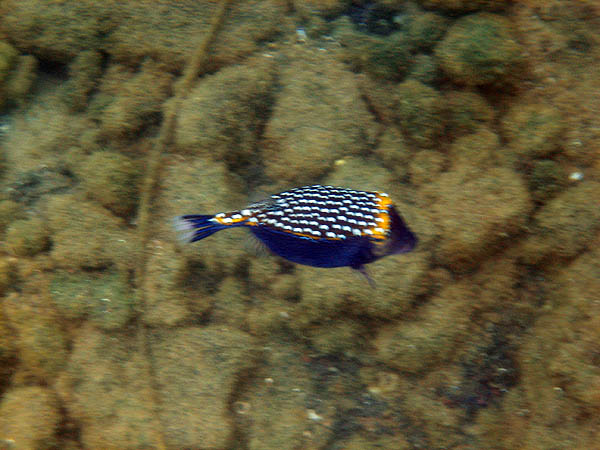 Hawaii 2006: Snorkeling: Spotted Boxfish