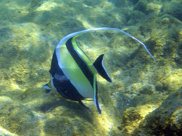 Hawaii 2006: Snorkeling: Moorish Idol