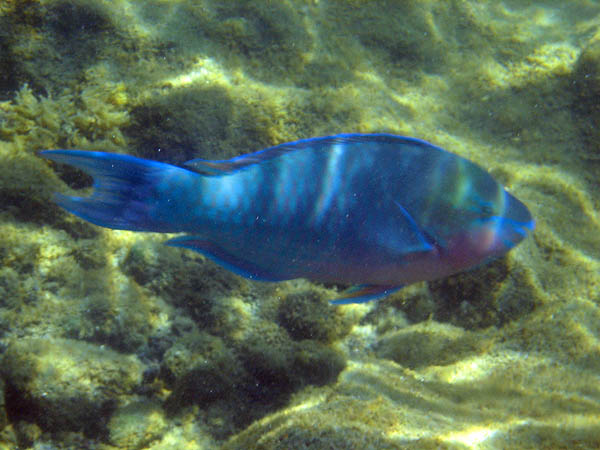 Hawaii 2006: Snorkeling: Bullethead Parrotfish