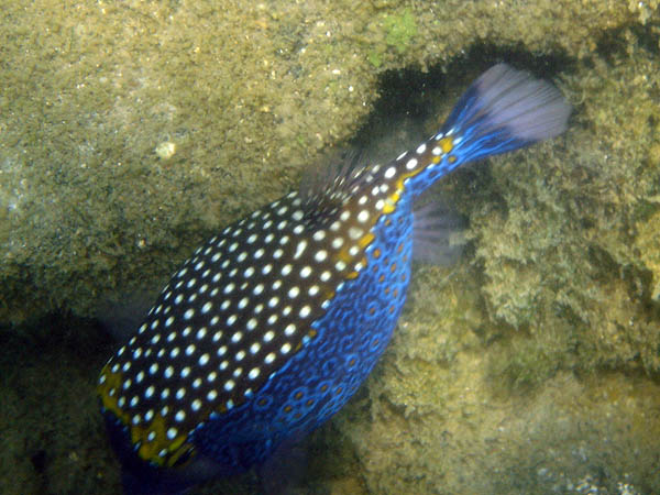 Hawaii 2006: Snorkeling: Spotted Boxfish 2