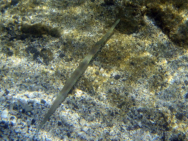 Hawaii 2006: Snorkeling: Coronetfish