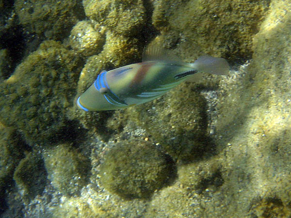 Hawaii 2006: Snorkeling: Picasso Triggerfish