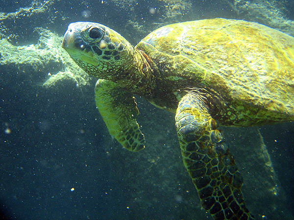 Hawaii 2006: Snorkeling: Sea Turtle 2