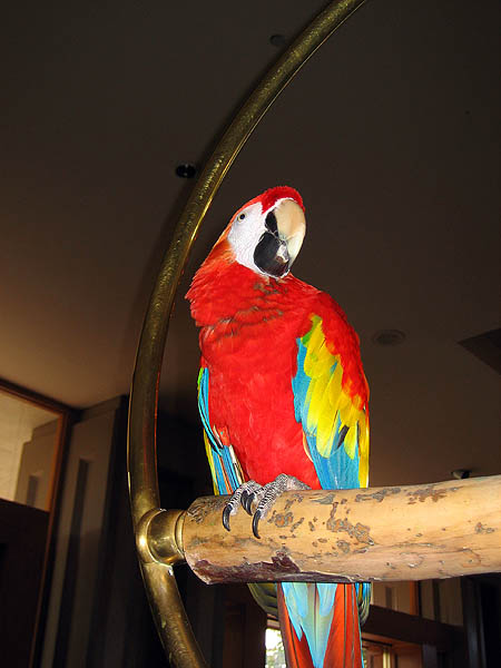 Hawaii 2006: Scarlet Macaw