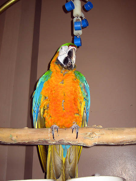 Hawaii 2006: Parrot