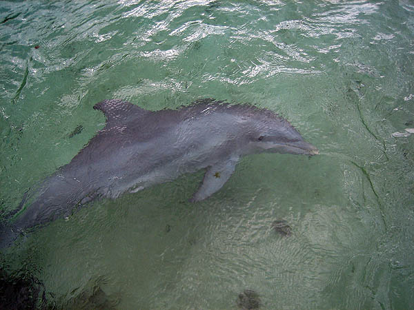 Hawaii 2006: Dolphin