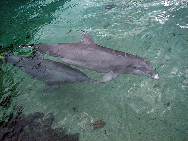 Hawaii 2006: Dolphins