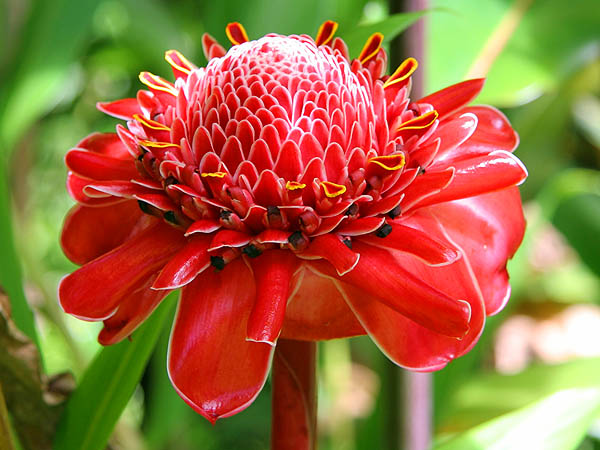 Hawaii 2006: Flower: Red Torch Ginger