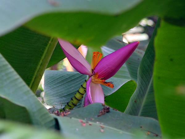 Hawaii 2006: Flower: Ornamental Banana