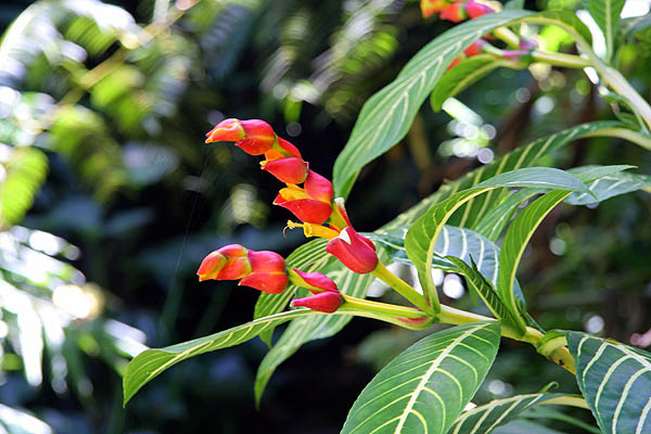 Hawaii 2006: Flower: Red Melastomataceae