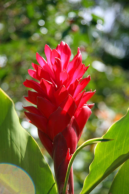 Hawaii 2006: Flower: Red Ginger