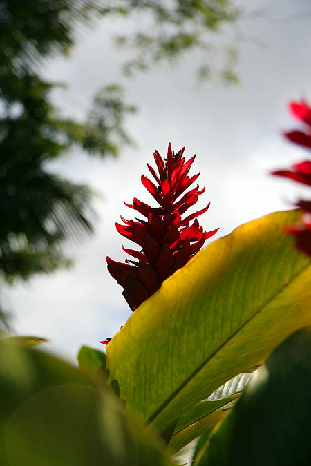 Hawaii 2006: Flower: Red Ginger 2