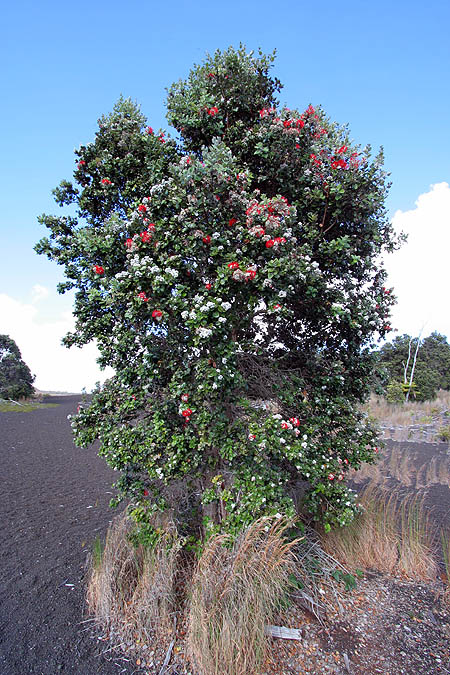 Hawaii 2006: Volcano: Ohia Tree