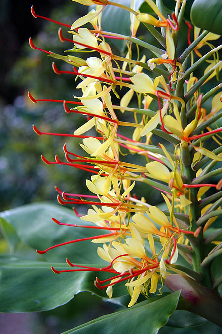 Hawaii 2006: Flower: Kahili Ginger