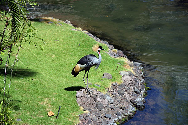 Hawaii 2006: East African Crowned Crane