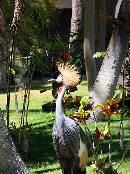 Hawaii 2006: East African Crowned Crane 2