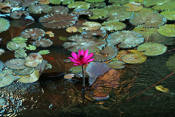 Hawaii 2006: Flower: Water Lilly