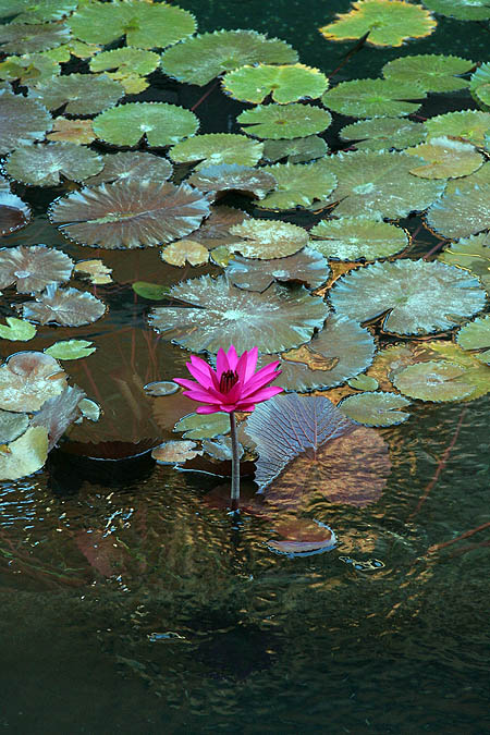 Hawaii 2006: Flower: Water Lilly 2