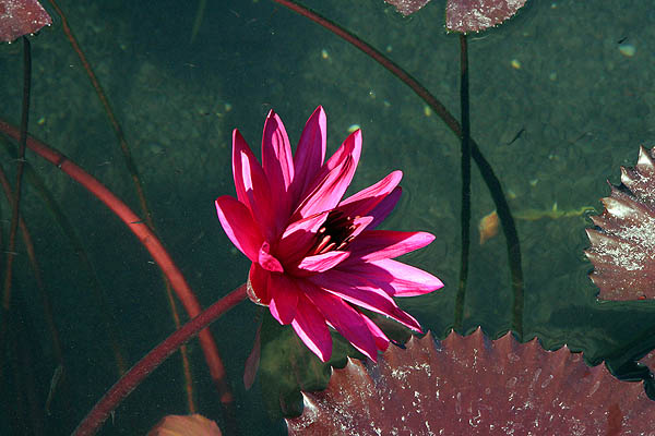 Hawaii 2006: Flower: Water Lilly 3