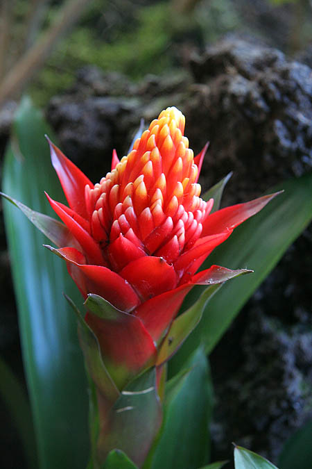 Hawaii 2006: Flower: Bromeliad