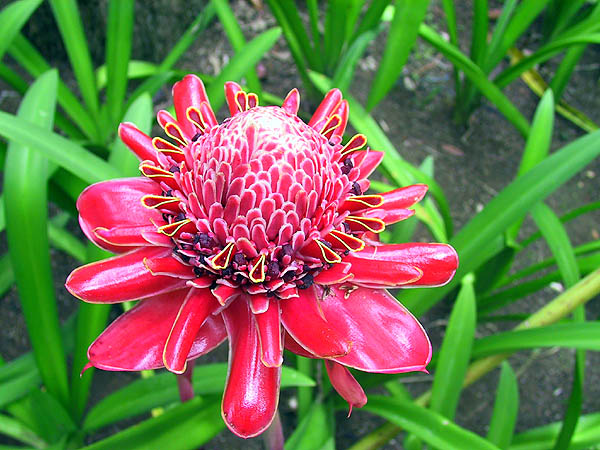 Jamaica 2002: Flower