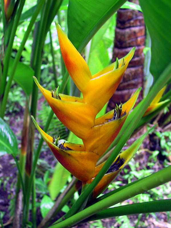 Jamaica 2002: Flower 05