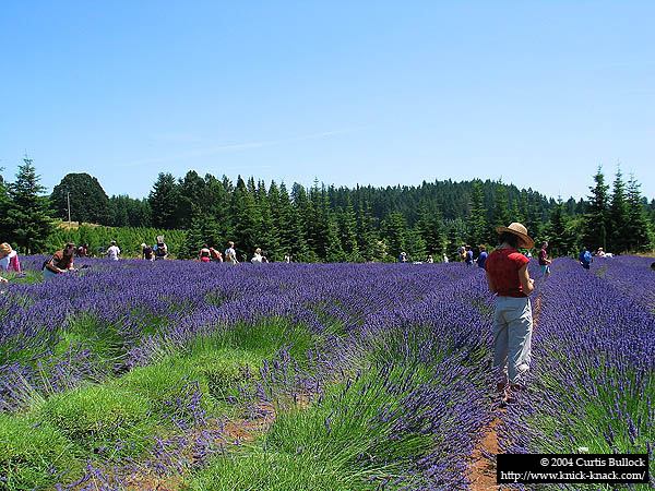 Lavender Festival 2004: The Field