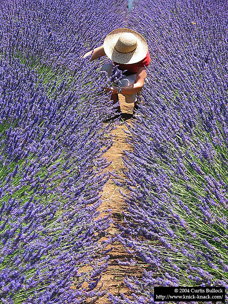 Lavender Festival 2004: Jane Harvesting