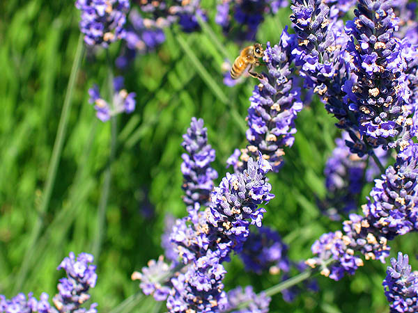 Lavender Festival 2004: Lavender and Bee 02