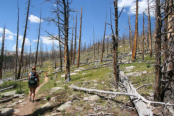 Hike Lincoln Lake 2005: Burn Area Trail