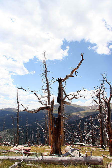 Hike Lincoln Lake 2005: Burnt Tree